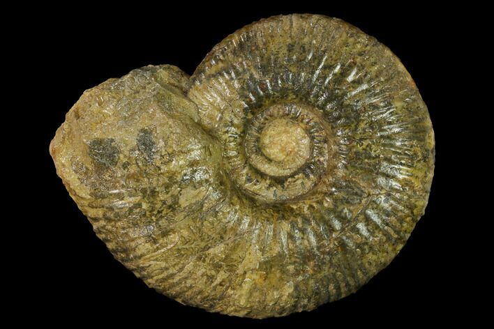 Jurassic Ammonite (Macrocephalites?) Fossil - Dorset, England #156453